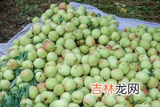 安徽名优特产水果,安徽名优特产水果是什么 安徽名优特产水果介绍