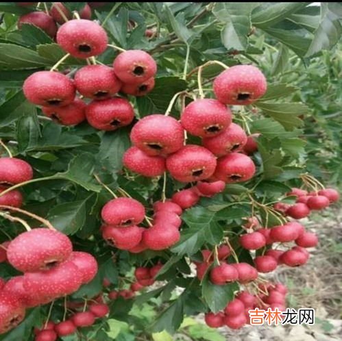 沙芽红果饮管用吗,沙芽红果饮哪里产的最好