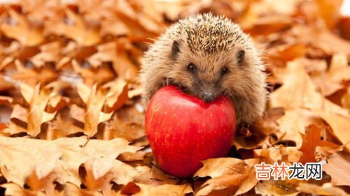 刺猬是肉食动物么,刺猬是杂食动物还是肉食动物？