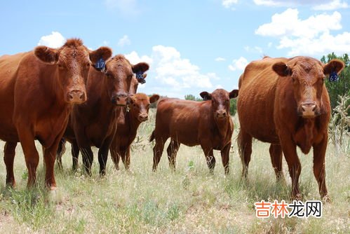 牛是不是杂食动物,牛是猛兽吗？