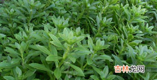 养心菜的副作用,养心草有什么功效和副作用