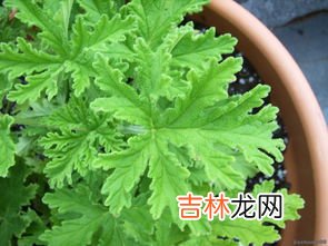 驱蚊草,哪种是真正的驱蚊草