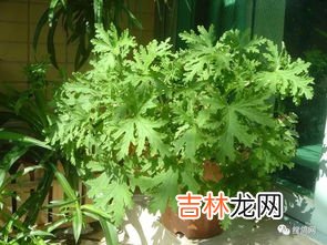 驱蚊草,哪种是真正的驱蚊草
