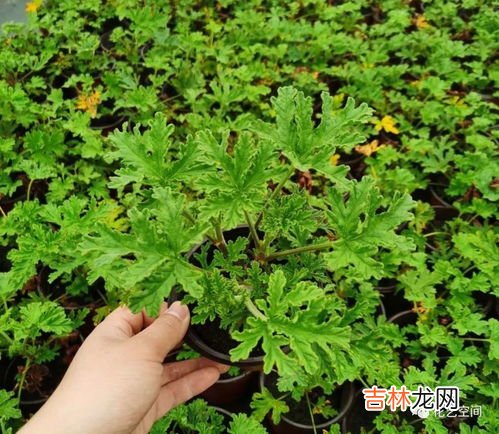 驱蚊草,哪种是真正的驱蚊草
