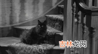 猫眼从外面能看到里面吗,猫眼能从外面看见里面吗