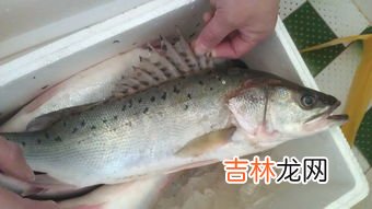 鱼肚是鱼的哪个部位,鱼肚是鱼的哪个部位?