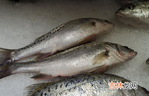 鱼肚是鱼的哪个部位,鱼肚是鱼的哪个部位?