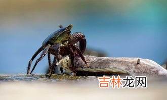 海螃蟹能冷冻保存吗,海螃蟹能冷冻保存吗