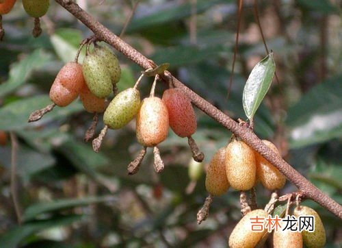 羊奶果怎么吃,羊奶果吃起来为什么一股涩味，应该怎么吃？