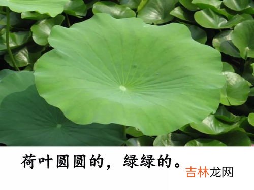 荷叶圆圆指的是什么季节,有首《四季歌》草芽尖尖，他对小鸟说，我是春天。
