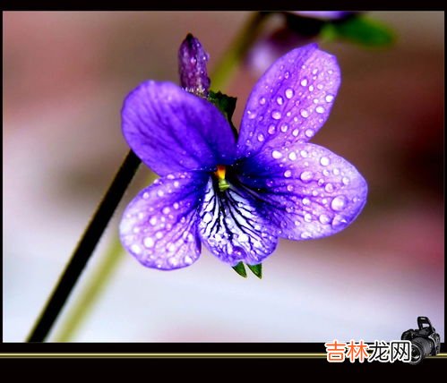 蓝色妖姬是什么花,蓝色妖姬其实是什么花