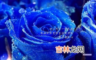 蓝色妖姬是什么花,蓝色妖姬其实是什么花