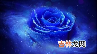 蓝色妖姬是什么花,蓝色妖姬其实是什么花