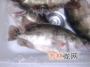 桂鱼又叫啥鱼,桂鱼是海鱼吗