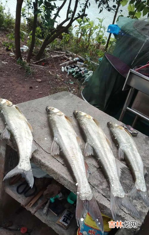 桂鱼又叫啥鱼,桂鱼是海鱼吗