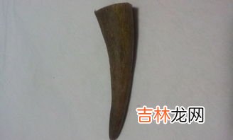 水牛角和犀牛角的区别有哪些,水牛角和犀牛角的区别