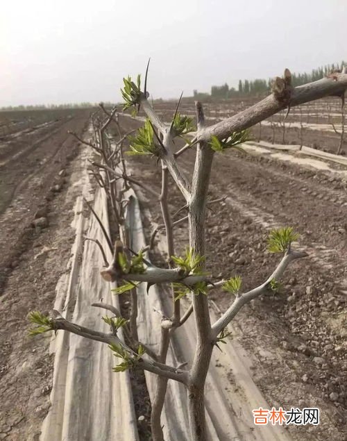 沙漠和戈壁滩的区别,戈壁沙漠和撒哈拉沙漠的区别