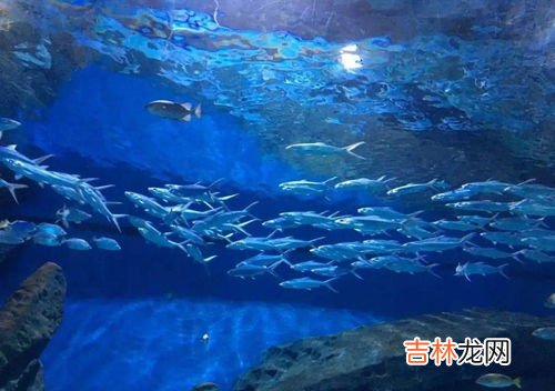 核废水对海洋生物的影响,核废水排入大海的危害