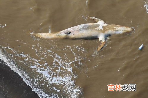 核废水对海洋生物的影响,核废水排入大海的危害