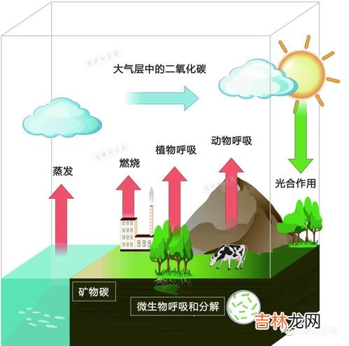 人类是碳基生物的原因是什么,碳基生物指的是什么？为什么说人是碳基生物？