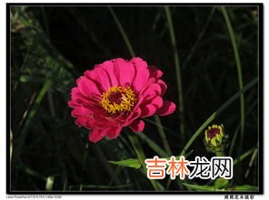 百日草是什么,百日草的特性是什么？