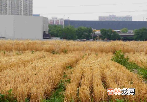 10亩林地能产多少碳汇,一亩森林一天可以吸收多少二氧化碳