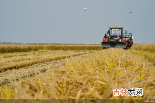 10亩林地能产多少碳汇,一亩森林一天可以吸收多少二氧化碳