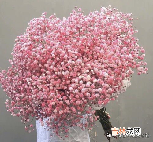 满天星的花语是什么,满天星花语是什么?