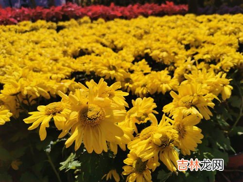 菊花有什么寓意,菊花的象征意义是什么