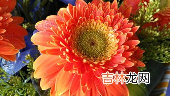 菊花有什么寓意,菊花的象征意义是什么