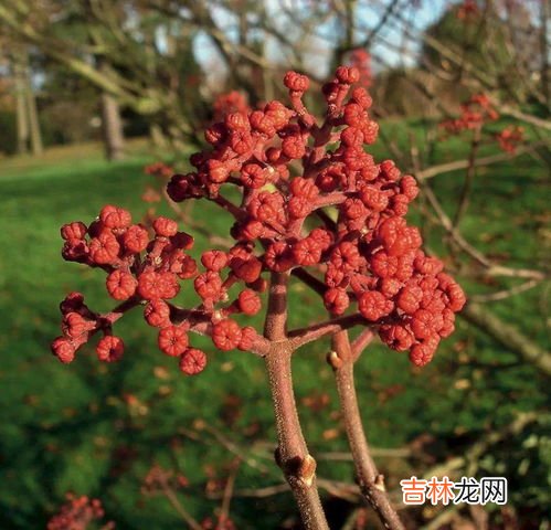 山茱萸是什么,山茱萸的功效与作用是什么？