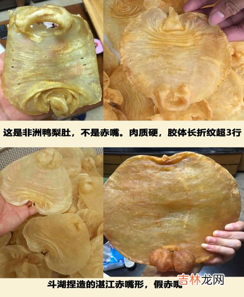 鳘鱼是一种什么鱼,鳘鱼是什么种类的鱼？