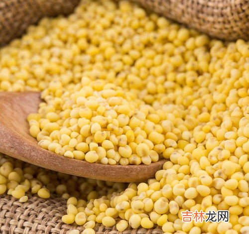 糯小米和黄小米的区别,小米粥营养丰富,怎么鉴别黄小米和糯小米?