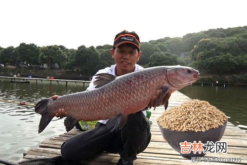 青鱼如何做窝垂钓,盛夏是垂钓青鱼的最佳时节，钓青鱼的打窝思路和打窝技巧分别是啥？