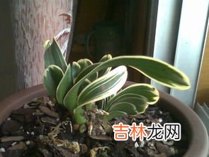 兰花怎么养,兰花怎么养