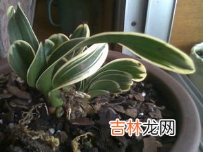 兰花怎么养,兰花怎么养