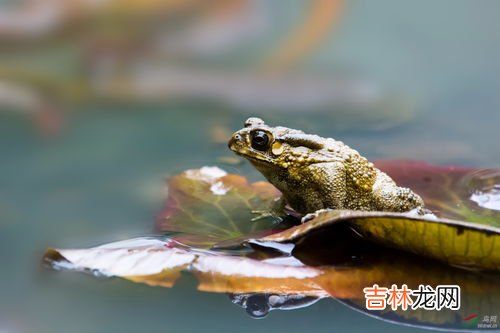 青蛙叫是在什么季节,青蛙几月份开始叫