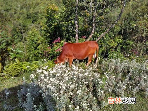 乌鸦为什么被人们称之为鸟中诸葛,&quot;鸟中诸葛&quot;是什么意思?