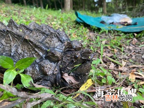 鳄鱼龟是属于国家保护动物吗,鳄鱼龟。是国家保护动物吗？