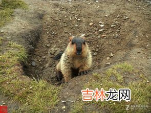 旱獭和土拨鼠的区别,美国土拨鼠和中国土拨鼠有什么区别