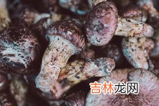 松露和松茸的区别有哪些,松露和松茸的区别是什么 哪个更贵