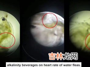 水蚤是什么动物,水蚤大量繁殖的技巧，水蚤是什么动物