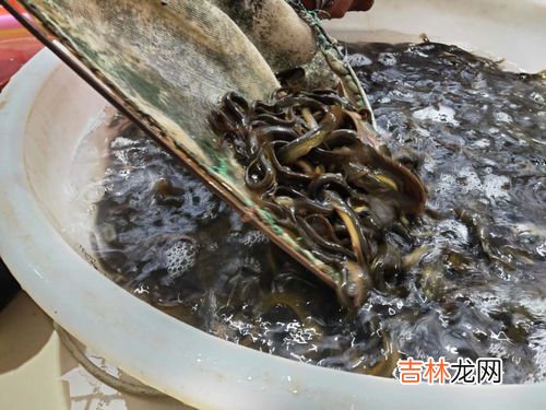 水蚤是什么动物,水蚤大量繁殖的技巧，水蚤是什么动物