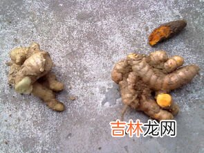 巴戟天的食用方法,巴戟天怎么吃
