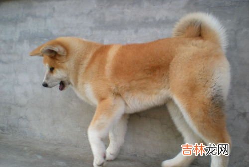 秋田犬智商怎么样,秋田犬的智商高吗，聪明吗，排名第几？