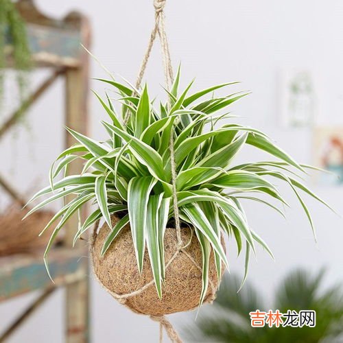 金边吊兰是什么,金边吊兰开花意味着什么?