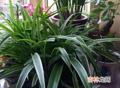 金边吊兰是什么,金边吊兰开花意味着什么?