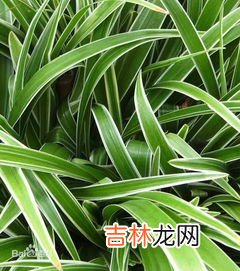 金边吊兰是什么,金边吊兰开花意味着什么?