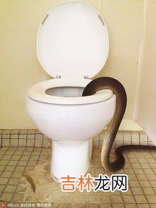 马桶出现蛇通常是几楼到几楼,马桶出现蛇通常是几楼到几楼