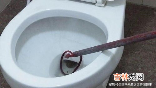 马桶出现蛇通常是几楼到几楼,马桶出现蛇通常是几楼到几楼